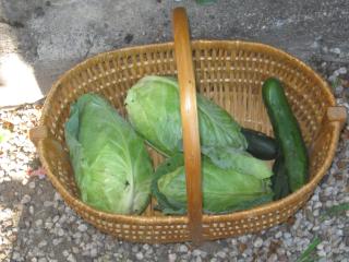 Raccogliamo i frutti!