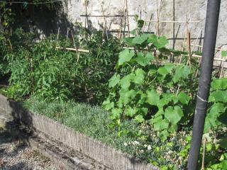 Raccogliamo i frutti!