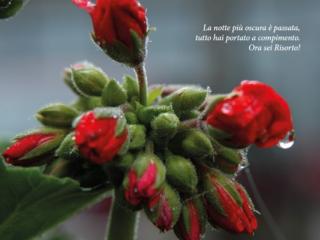 Pasqua 2014